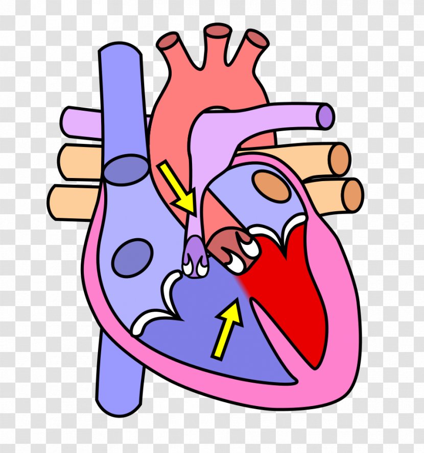 The Heart And Lungs Human Body Anatomy Skeleton - Watercolor Transparent PNG