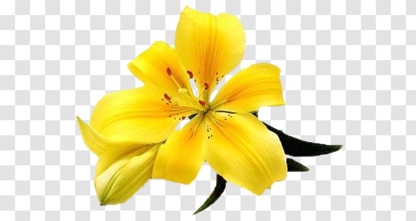 Lilium Stock Photography Flower Clip Art - Lily Family Transparent PNG