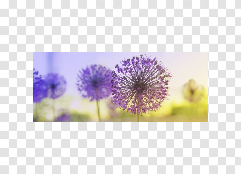 JA Zu Mir.Trauma Und Seelisches Wachstum. Germany Giant Allium Stock Photography - Lavender - Dandilions Transparent PNG