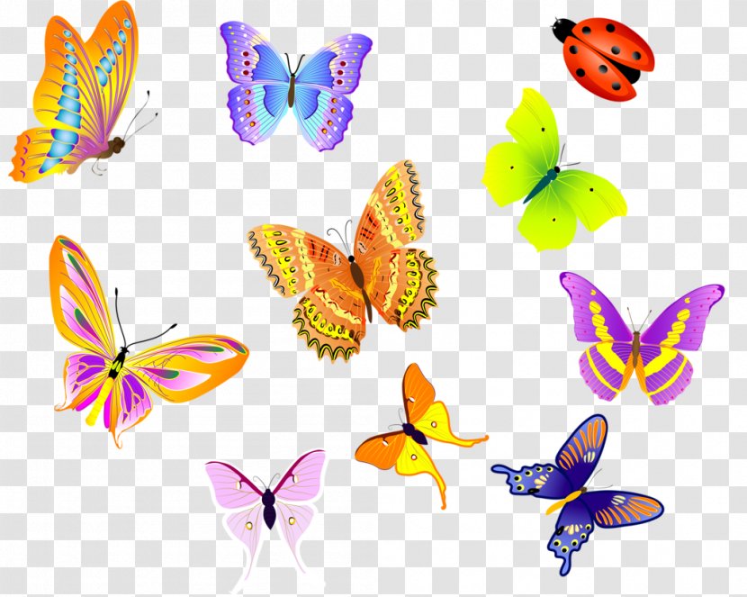 Insect Butterfly Clip Art Illustration Vector Graphics - Drawing Transparent PNG