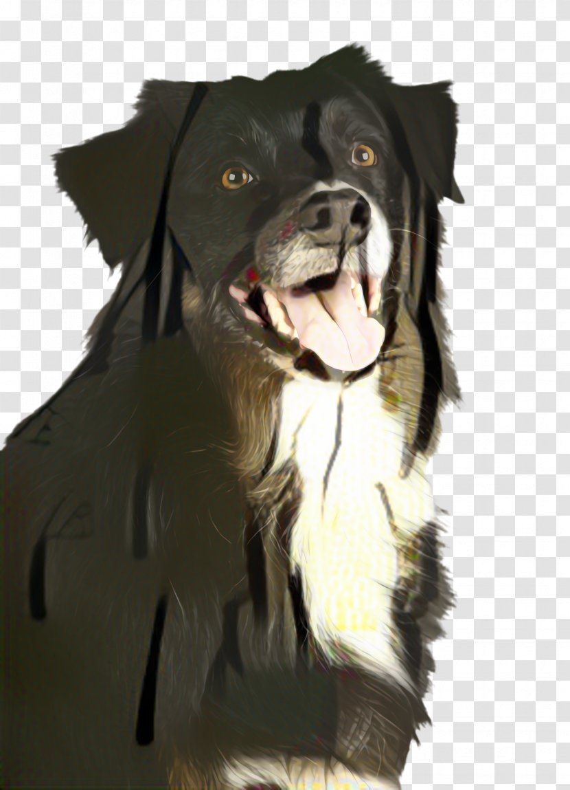 Cute Border - Working Dog - Drawing Rare Breed Transparent PNG