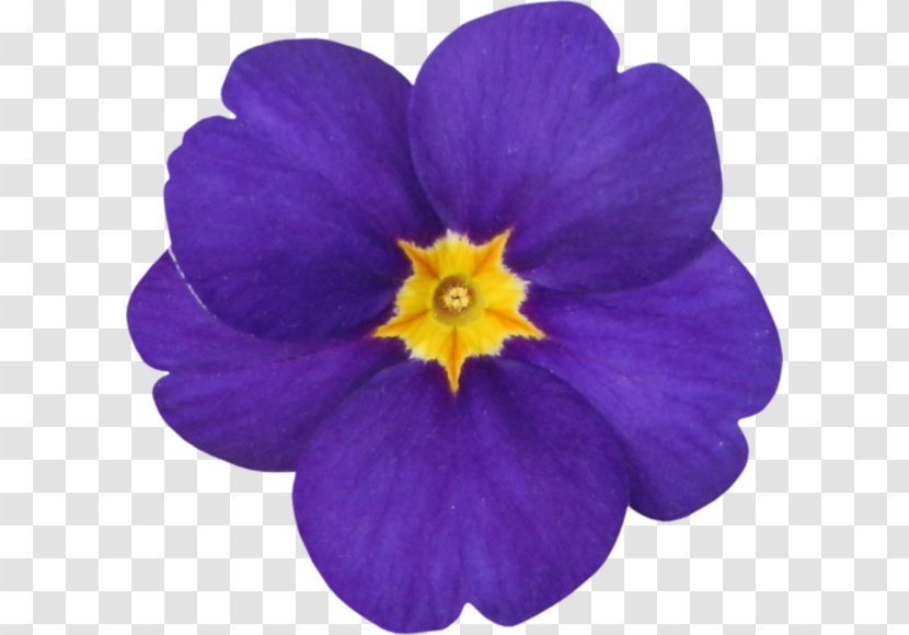Primrose - Violet - Primula Transparent PNG