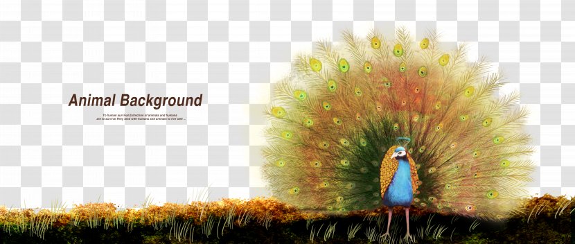 Advertising Graphic Design Painting - Peacock Creative Transparent PNG
