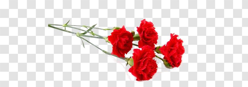 Carnation Stock Photography Flower Red Transparent PNG