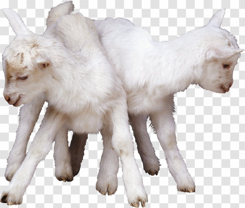 China Halal Sheep Goat Lamb And Mutton - Watercolor Transparent PNG