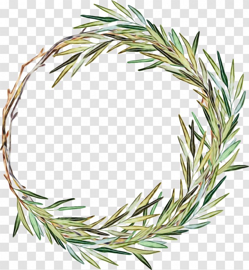 Rosemary - Shortleaf Black Spruce - Lodgepole Pine Transparent PNG