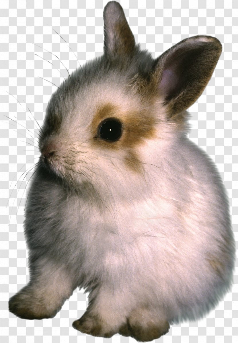 Hare Domestic Rabbit Animal Transparent PNG