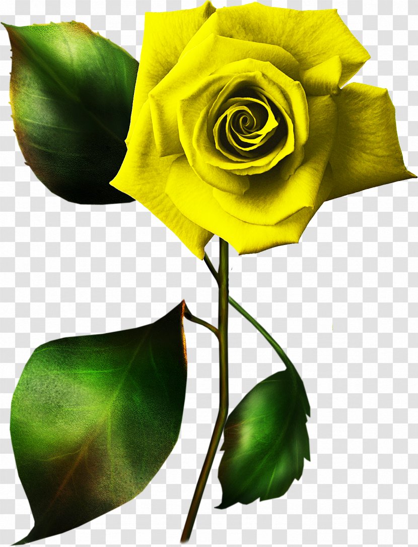 Garden Roses Cut Flowers Blue Rose - Yellow Transparent PNG