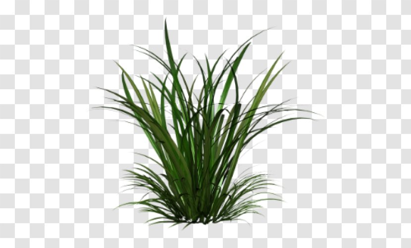 Ornamental Grass Grasses Clip Art - Terrestrial Plant - Shrub Transparent PNG