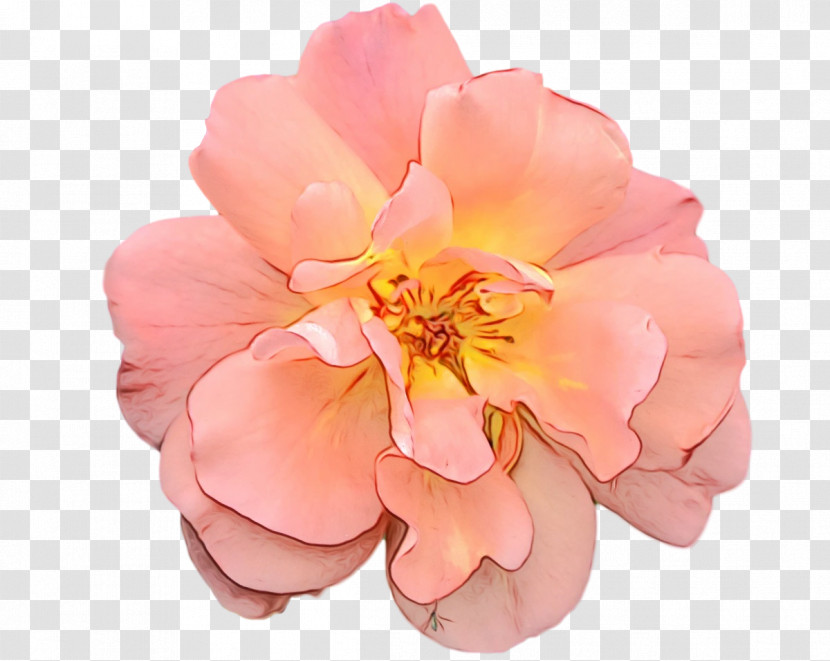 Rose Transparent PNG