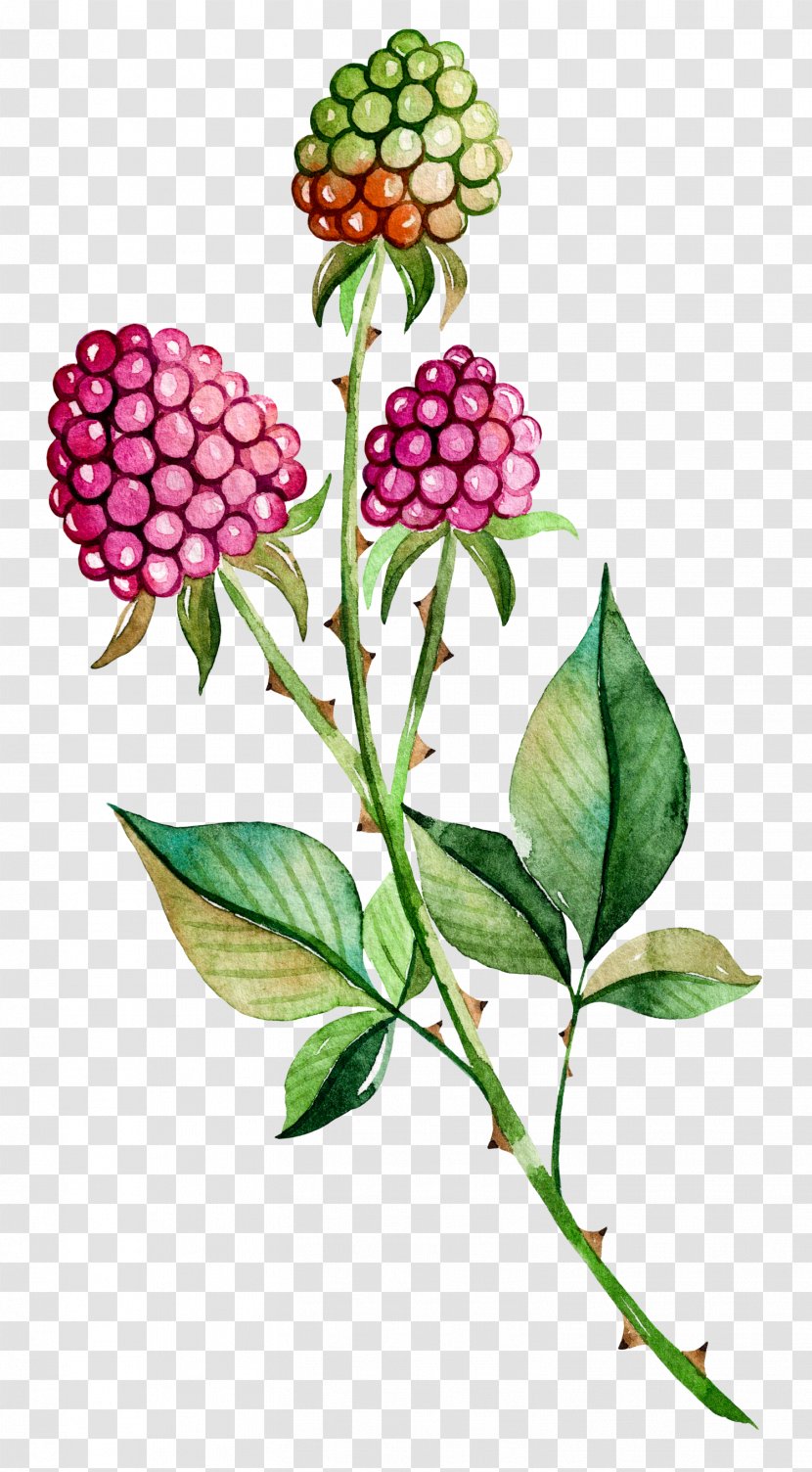 Painting Poster - Price - Hand-painted Berries Transparent PNG