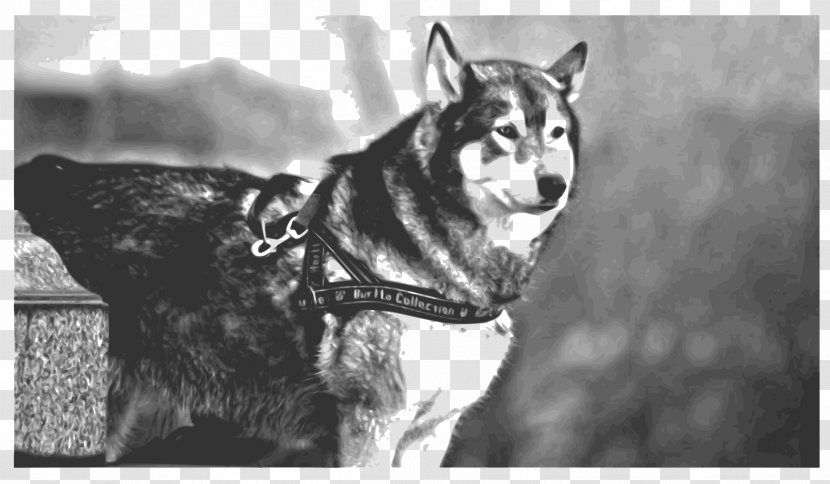 Siberian Husky Sakhalin Saarloos Wolfdog Czechoslovakian Alaskan Malamute - Black And White - Big Dog Transparent PNG