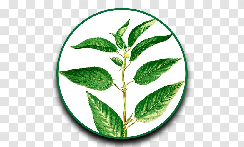 Jute Corchorus Capsularis Fiber Hessian Fabric Olitorius - Herb - Leaf Transparent PNG