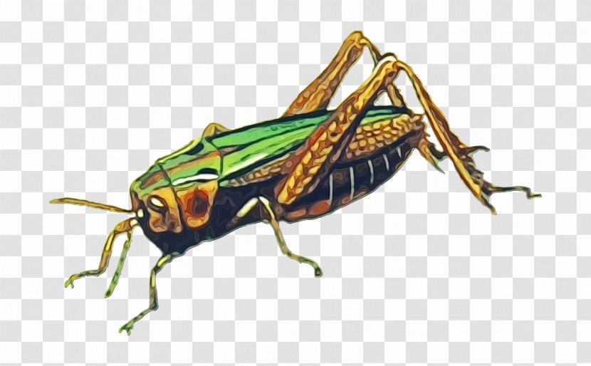 Insect Cricket-like Grasshopper Locust Pest - Cricketlike - Miridae Bug Transparent PNG