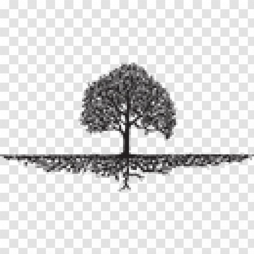 Roots: The Saga Of An American Family Tree Organization Landscaping - Branch Transparent PNG