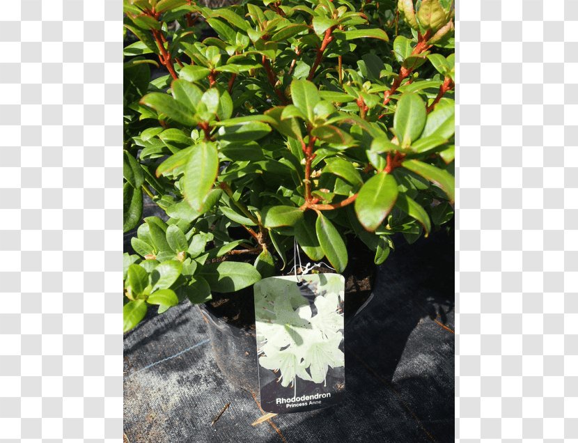 Leaf Flowerpot Tree Houseplant Evergreen Transparent PNG