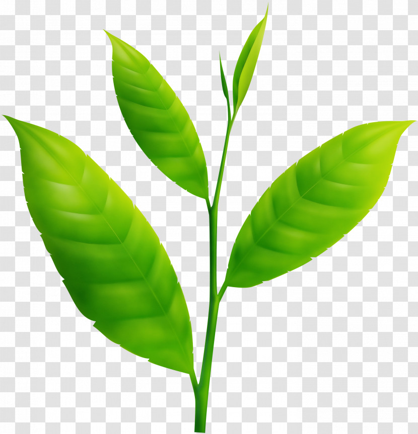 Leaf Plant Stem Plant Biology Plant Structure Transparent PNG