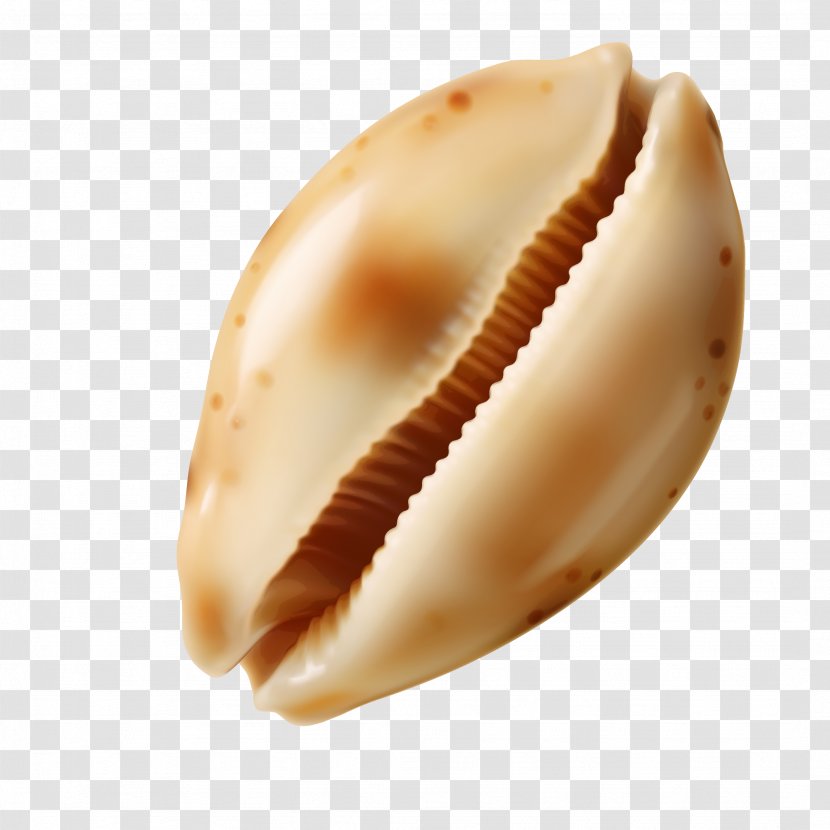 Conch Sea Snail Seashell - Cockle - Vector Beautiful Transparent PNG