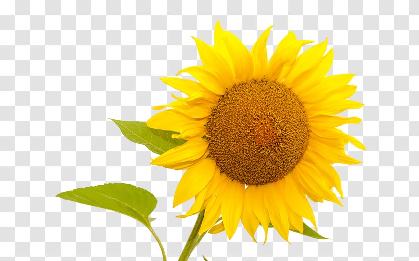 Common Sunflower Seed Sunflowers - Daisy Family - Plant Transparent PNG