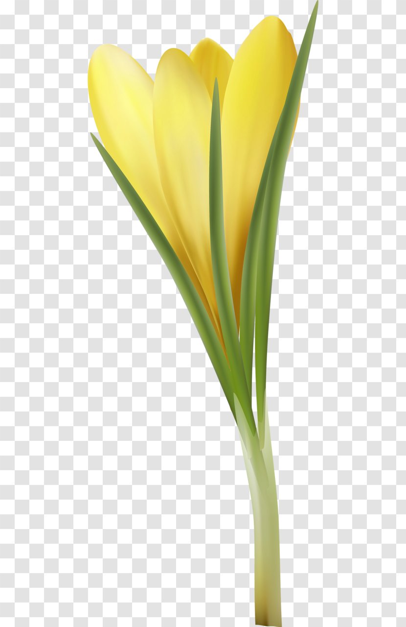 Tulip Cut Flowers Plant Stem Petal Flowerpot Transparent PNG