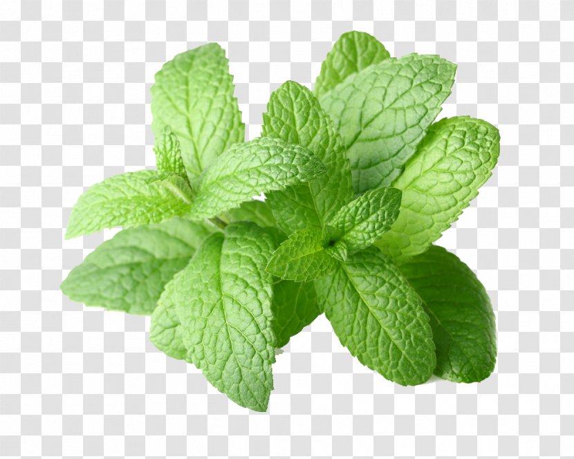 Peppermint Mentha Arvensis Spicata Essential Oil - Herbalism - Pepermint Transparent PNG