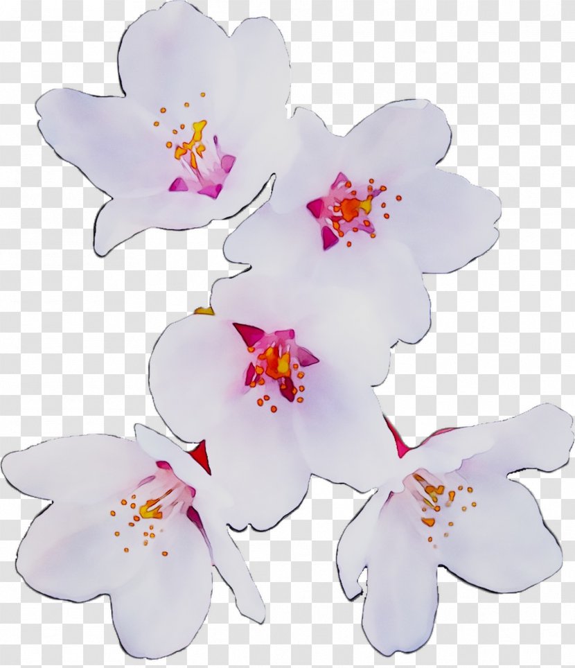 Moth Orchids ST.AU.150 MIN.V.UNC.NR AD Cut Flowers Cherry Blossom - Plant - Pink Transparent PNG