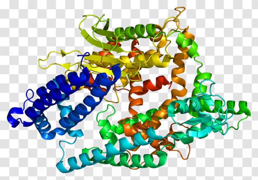 Cathepsin Antibiotics Protein Wikipedia THOP1 - Cartoon - Flower Transparent PNG