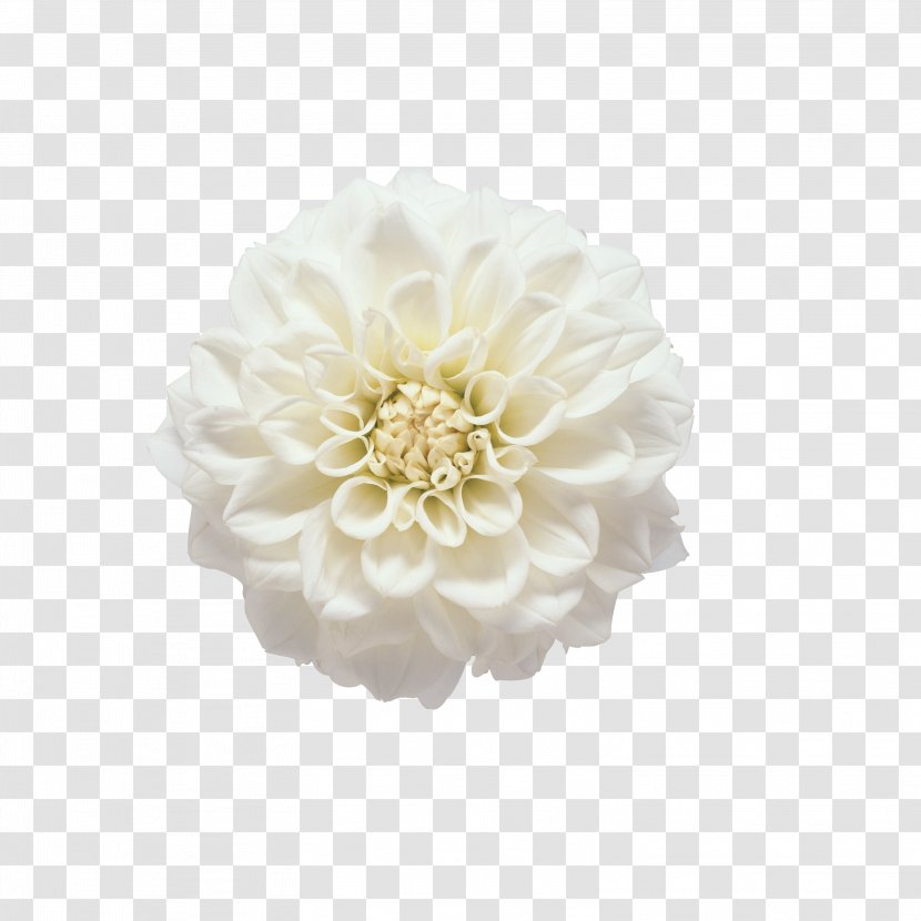 Domaine Provincial De Chevetogne Topiary Japanese Camellia Naver Blog Dahlia - Plant Transparent PNG