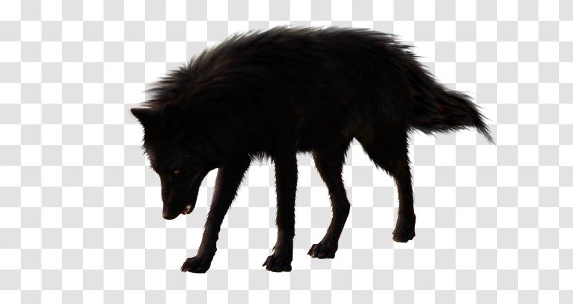 Gray Wolf Black - Wolfdog Transparent PNG