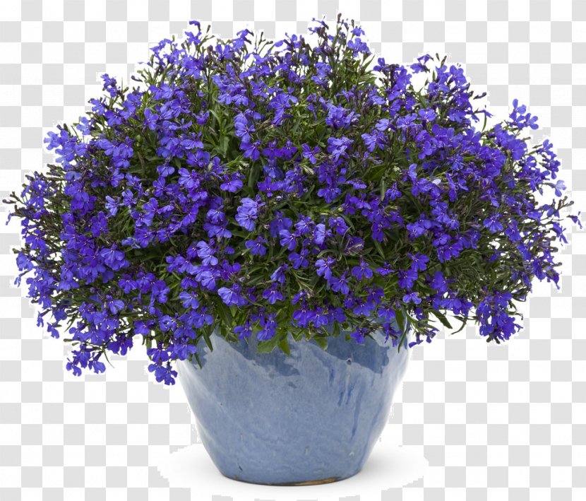 Lobelia Erinus Blue Cardinal Flower Plants - Violet Transparent PNG