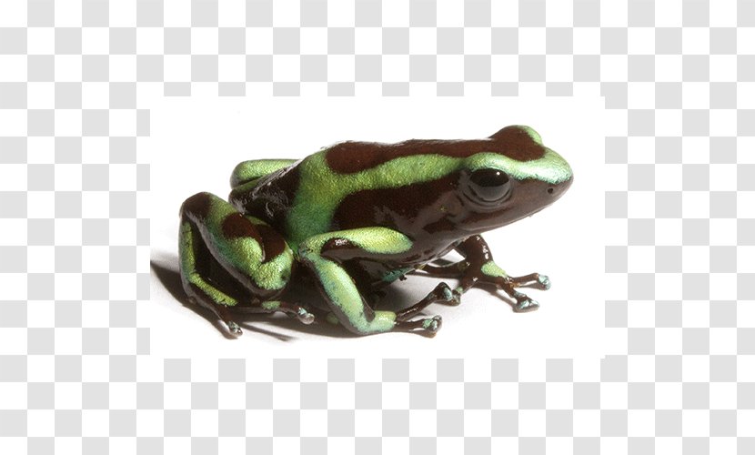 True Frog Tree Toad Terrestrial Animal - Ranidae Transparent PNG