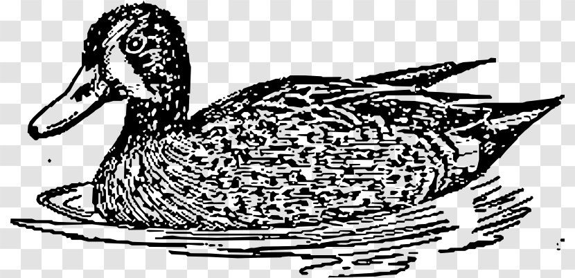 Mallard Goose Duck American Pekin Clip Art - Feather - Blue Wing Transparent PNG