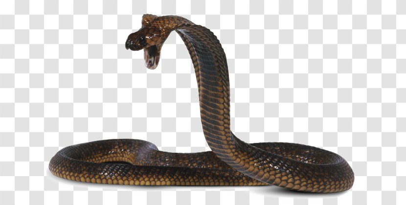 Snakes King Cobra Egyptian Venomous Snake - Cobras - Venom Transparent PNG