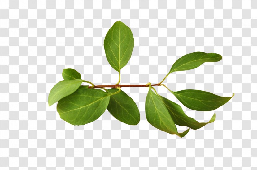 Branch Leaf - Tree - Leaves Transparent PNG