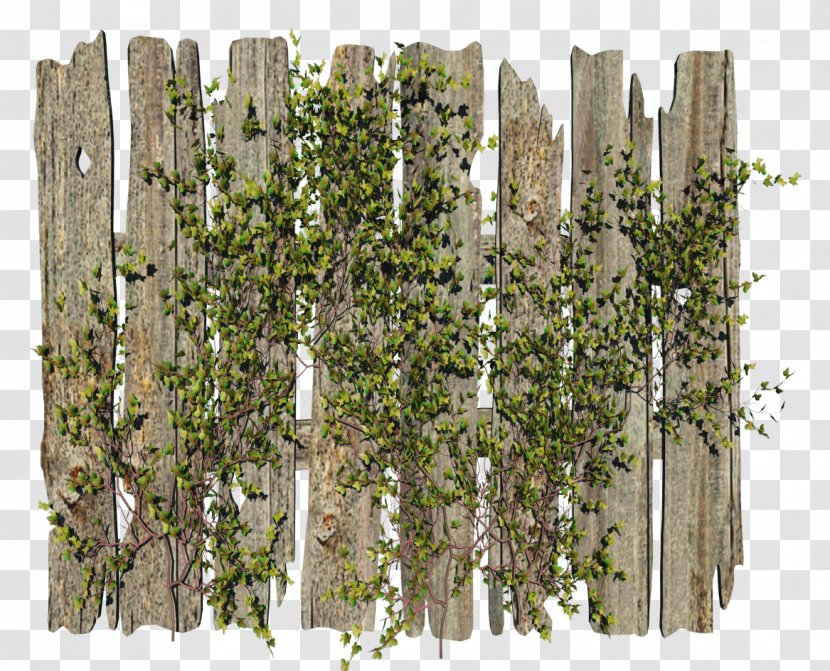 Fence Garden Clip Art - Plant - Ivy Transparent PNG