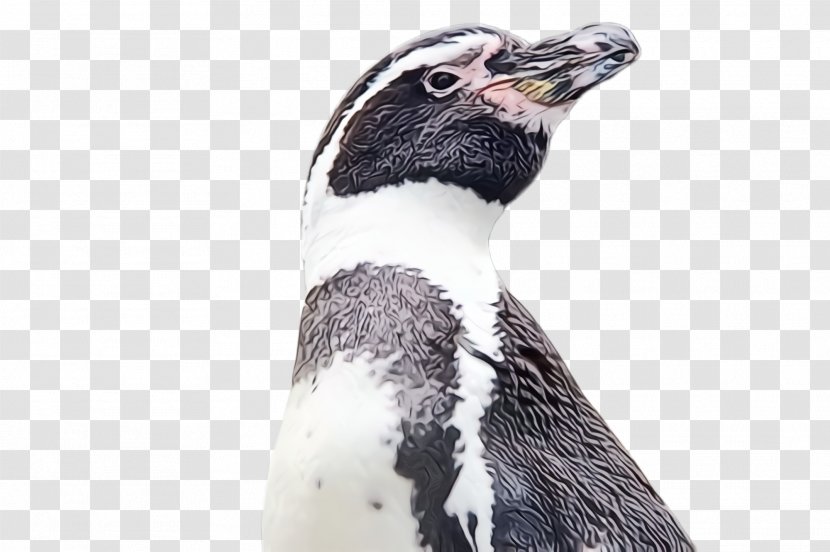 Penguin - Bird - Gentoo Rockhopper Transparent PNG