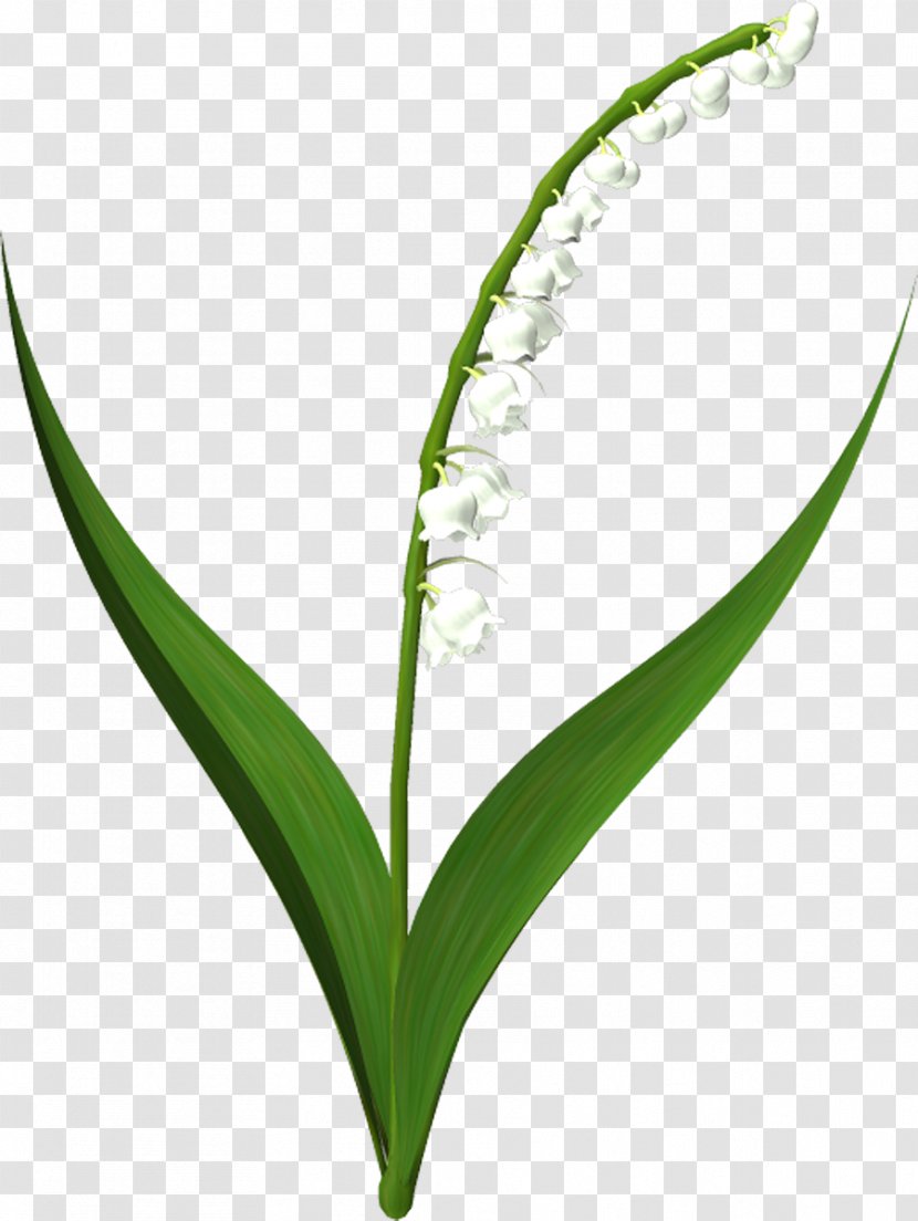 Flower Lily Of The Valley Borders And Frames Clip Art - Drawing Transparent PNG