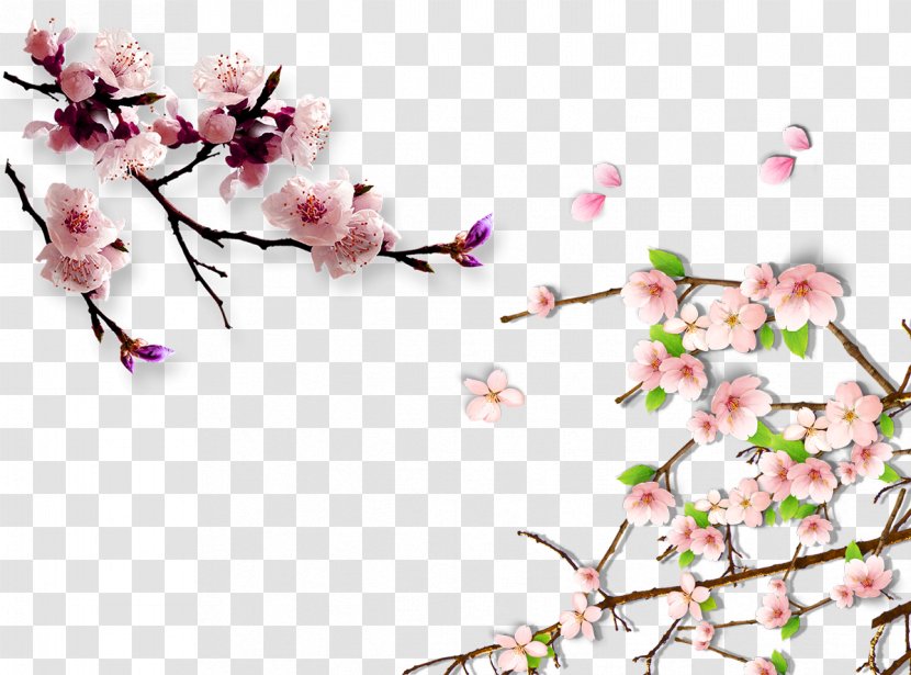 Lucerne China Cherry Blossom Hanami Plum - Child - Peach Decorated Background Transparent PNG
