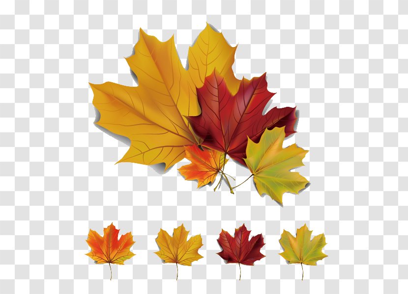 Autumn Leaves Maple Leaf Euclidean Vector - Tree - 5 Beautiful Material Transparent PNG