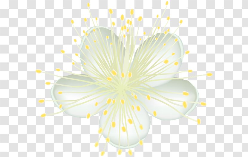 Desktop Wallpaper Blog Clip Art - Flower - Flowering Plant Transparent PNG