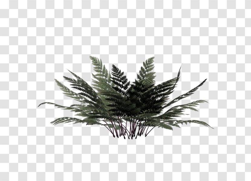 Vascular Plant Burknar Rendering - Pine Family Transparent PNG