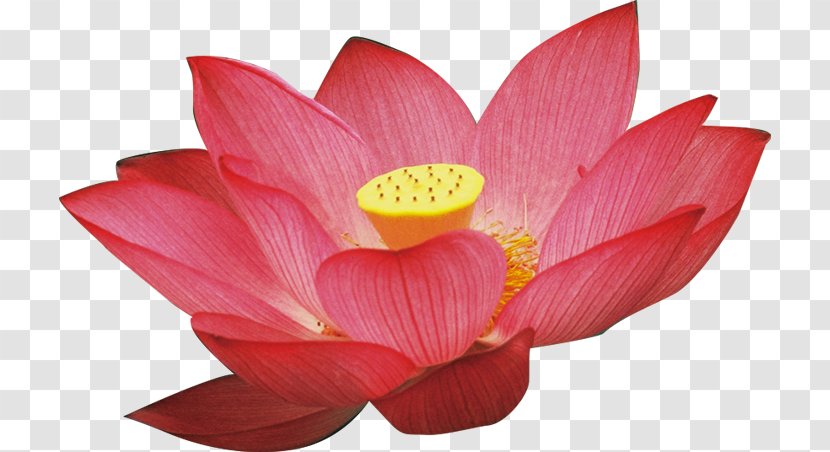 Nelumbo Nucifera - Painting - Lotus Transparent PNG