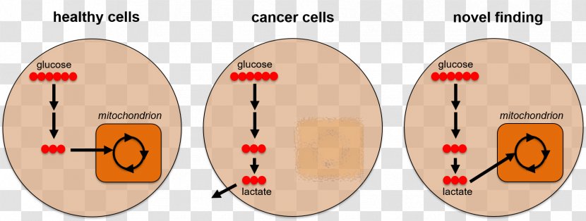 Cancer Cell Metabolism Metabolomics - Mitochondrion - Cute Details Transparent PNG