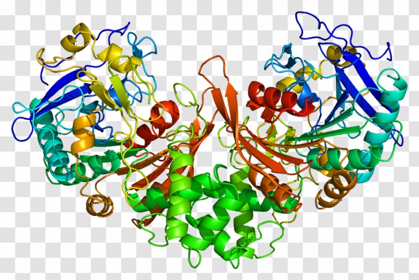 Cathepsin A Gene Galactosialidosis D - Food Transparent PNG
