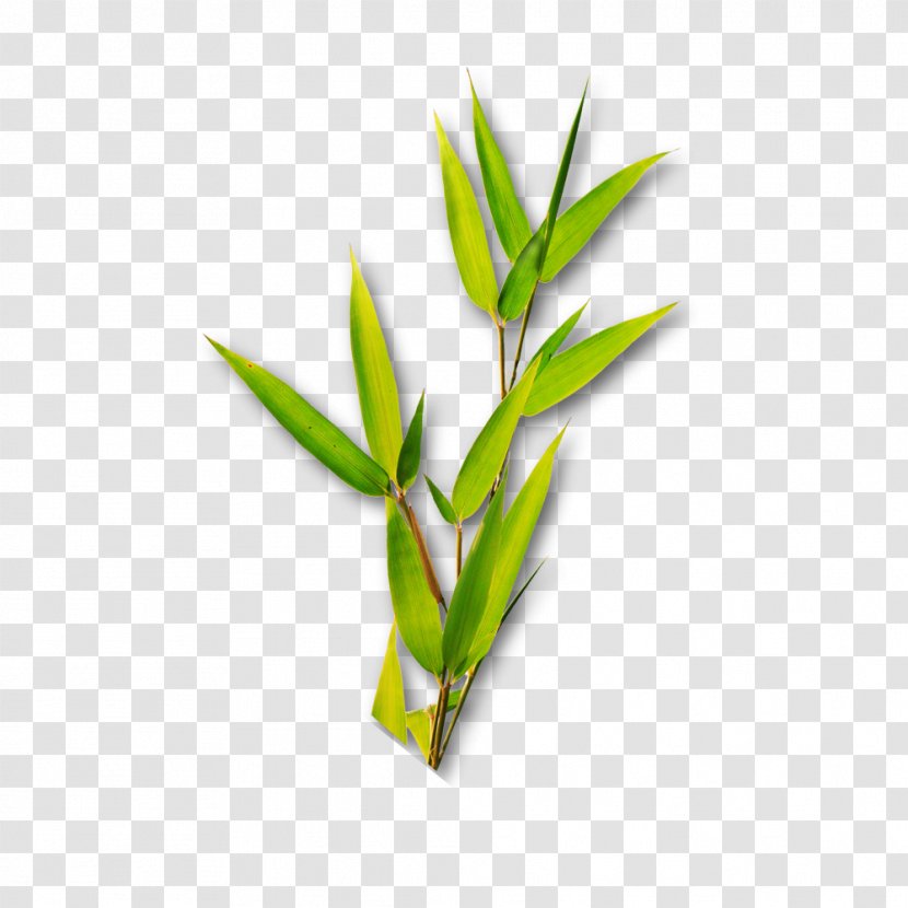Bamboo Leaf Bamboe - Poster - Green Leaves Transparent PNG