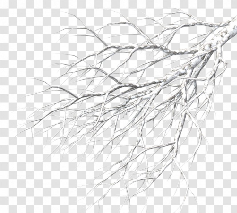 Tree Branch Drawing Clip Art - Grass Family Transparent PNG