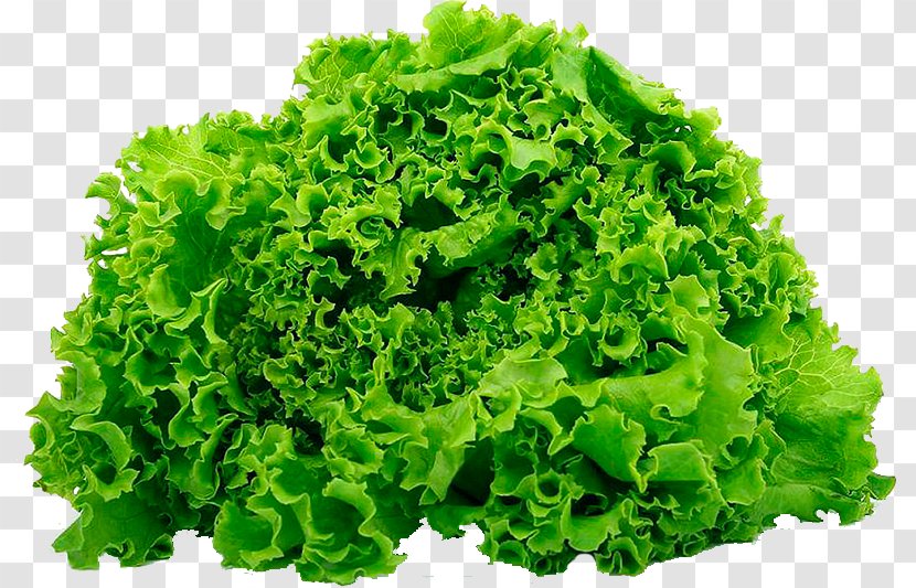 Leaf Vegetable Salad Butterhead Lettuce Iceberg Romaine - Endive - Product Transparent PNG