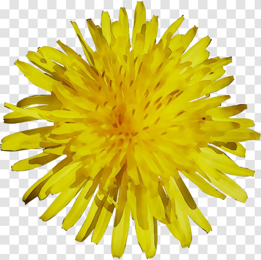 Dandelion Yellow Chrysanthemum Cut Flowers - Sunflower Transparent PNG