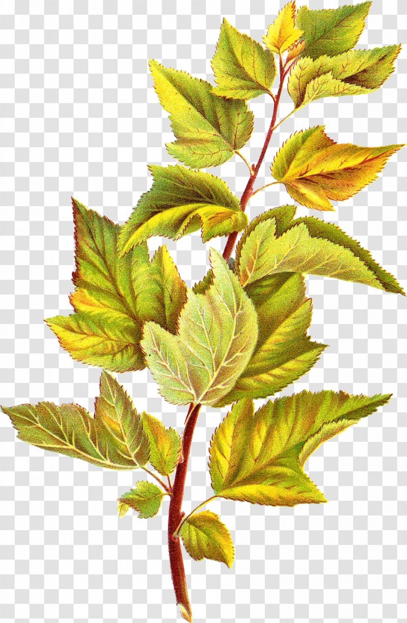 Leaf Branch Clip Art - Plant - Foliage Transparent PNG