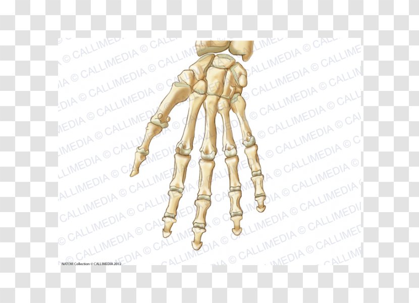 Thumb Carpal Bones Hand Anatomy Ligament - Cartoon Transparent PNG